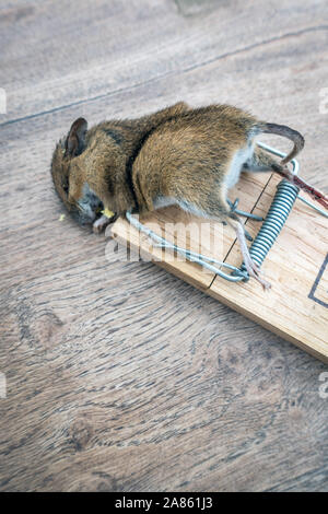 Closeup of a dead mouse in mouse trap Stock Photo