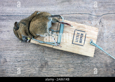 Closeup of a dead mouse in mouse trap Stock Photo
