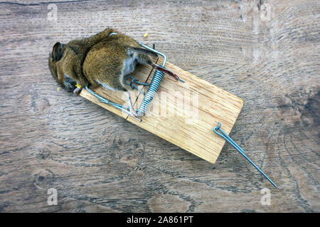 Closeup of a dead mouse in mouse trap Stock Photo