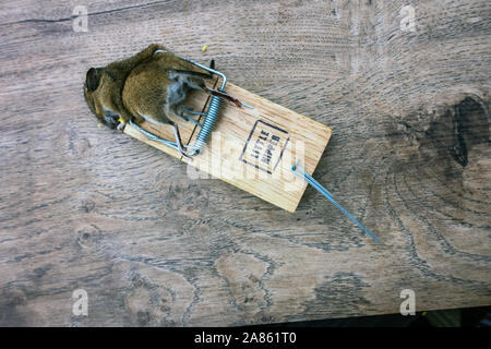 Closeup of a dead mouse in mouse trap Stock Photo