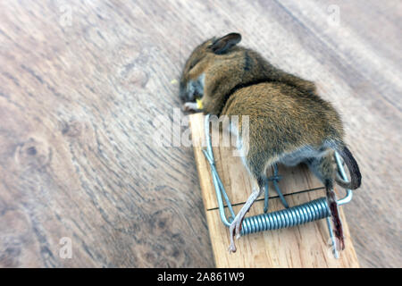 Closeup of a dead mouse in mouse trap Stock Photo