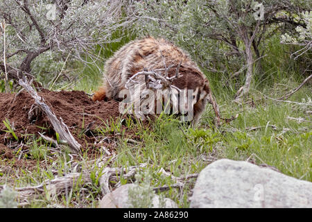 Badger in Yellowstone National Park, Wyoming, USA Stock Photo