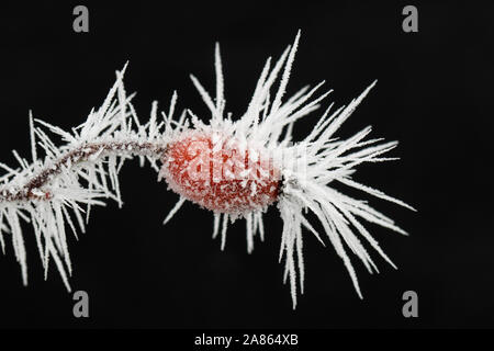 Red rose hip / fruit of dog rose (Rosa canina) covered in white frost / hoarfrost hoar frost in winter Stock Photo