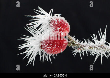 Red rose hips / fruit of dog rose (Rosa canina) covered in white frost / hoarfrost hoar frost in winter Stock Photo