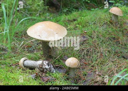 Leccinum versipelle, also known as Boletus testaceoscaber or the orange birch bolete, edible mushroom from Finland Stock Photo