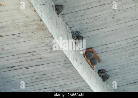 The artificial fake bird nests are hanging under the bridge on the concrete ceiling. Made to help the birds to have children fast. Stock Photo