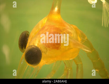 MARINE- Copepod, crustaceans, planktonic, drifting, benthic, limnoterrestrial,crustacean, copepods, nauplius, Stock Photo