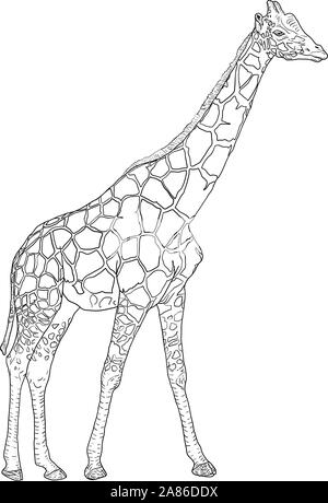 A sketch of a giraffe Stock Vector Image & Art - Alamy