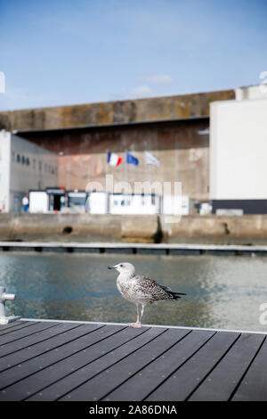 Mouette dans le port de Lorient La Base, France Stock Photo