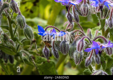 Honeybee feeding on borage flowers in suburban garden Stock Photo