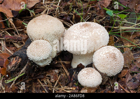 Lycoperdon perlatum (common puffball) grows in fields and grassy clearings in woods. It has a cosmopolitan distribution. Stock Photo