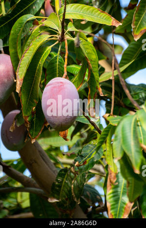 Cultivation of exotic sweet fruit mango in subtropical Malaga-Granada tropical coast region, Andalusia, Spain, ripe big mango fruits in tree Stock Photo