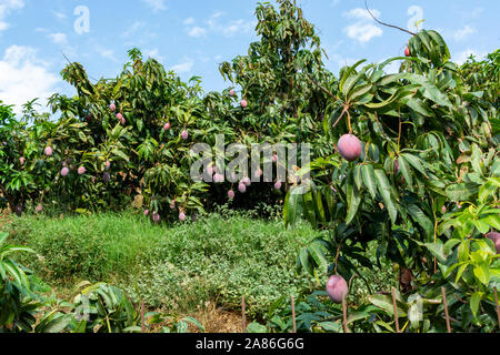 Cultivation of exotic sweet fruit mango in subtropical Malaga-Granada tropical coast region, Andalusia, Spain, plantations of mango trees ready to har Stock Photo