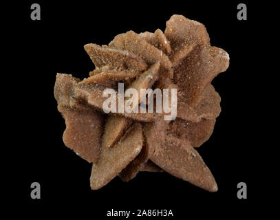 Desert rose (or sand rose) crystal cluster from gypsum mineral isolated on a pure black background. Specimen from Mexico. Stock Photo