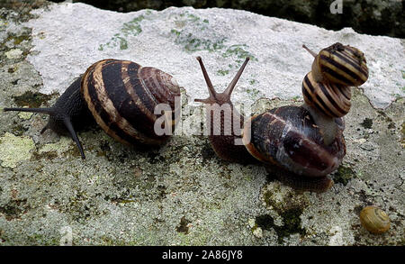 Humour: Two small snails hitching a free ride on top of a third snail whilst following another snail. Stock Photo