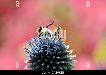 Bee and Wasp fight on top of a purple flower. Stock Photo