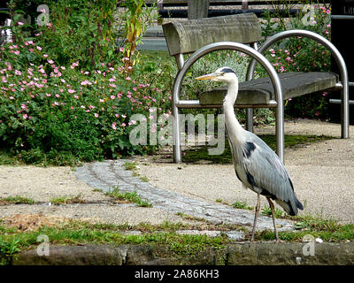 Majestic looking heron patrolling the river in Chester looking for food. Stock Photo