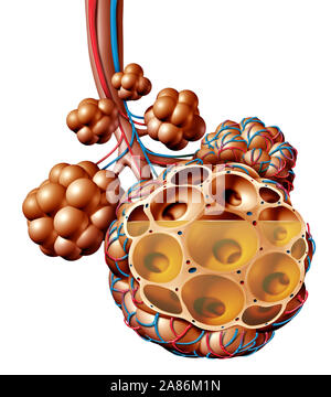 Pulmonary alveoli or alveolus anatomy diagram as a medical concept of a ...