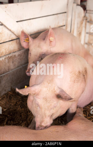 American yorkshire female pigs in pen on livestock farm Stock Photo