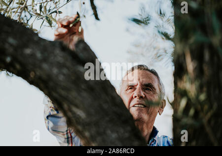 Senior smiling gray hair man harvesting organic olives on sunny autumn day Stock Photo