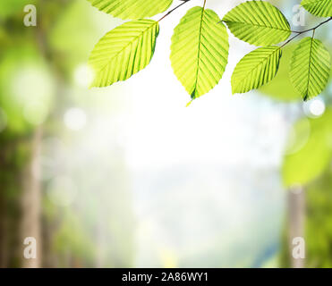 Closeup nature view of green leaf on blurred greenery background in garden with copy space and background natural green plants landscape, ecology Stock Photo