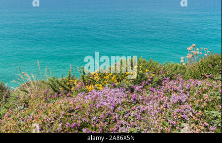 Wildflowers growing on the South West Coast Path near Wheal Coates, north Cornwall, UK Stock Photo