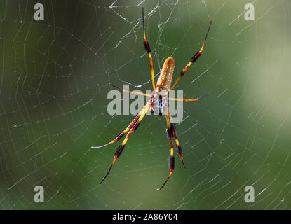 Banana Spider, nephila clavipes on web Stock Photo