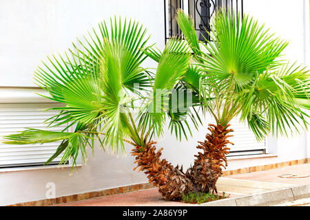 A beautiful, bright green young palm tree grows on the sidewalk of the city near the windows of the house, against the background of a white wall. Stock Photo