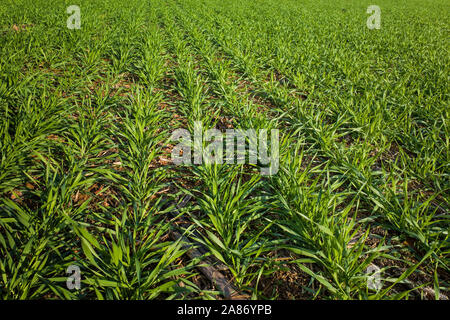 Field of Barley on a sunny autumn afternoon. It is a member of the grass family and cereal grain. Stock Photo