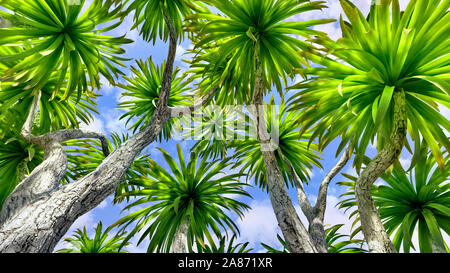 Cabbage palm tree (Sabal Palmetto) canopy Stock Photo