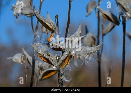 Milkweed pods, seeds and silk on bright autumn day. Stock Photo