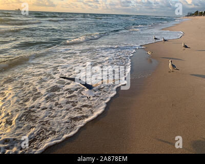 Fort Lauderdale Beach, Florida flying seagull at dawn Stock Photo