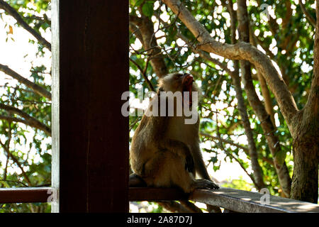 Monkey in National Park in Penang, Malaysia Stock Photo