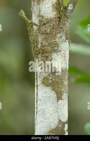 Norvill's Flying Lizard, Draco norvillii, Dehing, Patkai, WLS, Assam, India Stock Photo