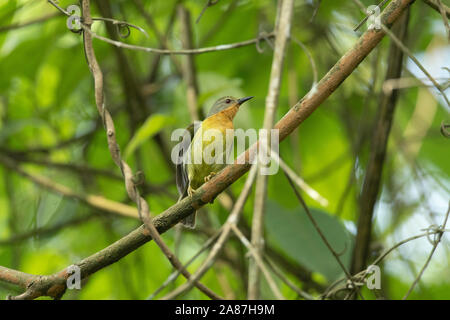 Ruby-cheeked Sunbird Female, Chalcoparia singalensis, Dehing, Patkai, WLS, Assam, India Stock Photo