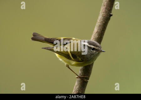 Ashy-throated warbler, Phylloscopus maculipennis, Mishmi Hills, Arunachal Pradesh, India Stock Photo