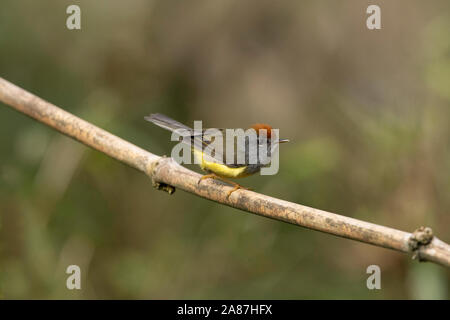 Broad-billed warbler, Tickellia hodgsoni, Mishmi Hills, Arunachal Pradesh, India Stock Photo