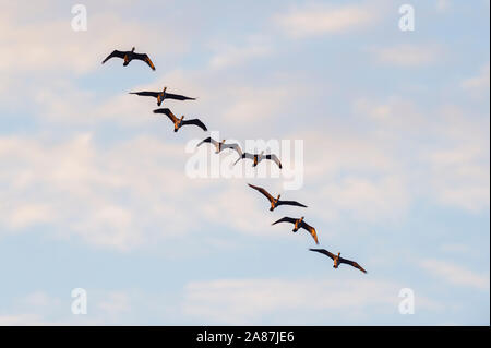 Great Cormorant, Phalacrocorax carbo, Group in Flight, Saintes-Maries-de-la-Mer, Parc naturel regional de Camargue, Languedoc Roussillon, France Stock Photo