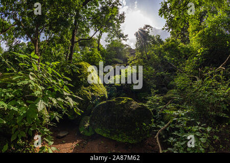 Forest Trees with Sunlight Bursting through Tree Branches at Sunset in the Woods with stones covered with moss.Kanheri caves mountains in Mumbai India Stock Photo
