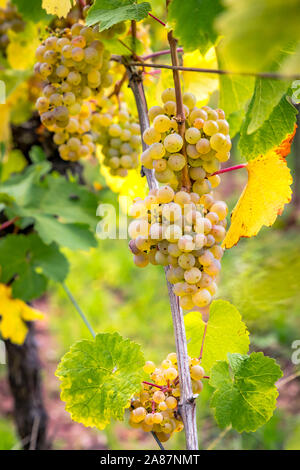 Ripe yellow grapes hang in the direct backlight of the sun on the bush Stock Photo