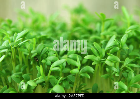 close-up of green leaves of sprouting garden cress, lepidium sativum, a spicy herb Stock Photo