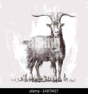 Mountain goat. Vector illustration Stock Vector
