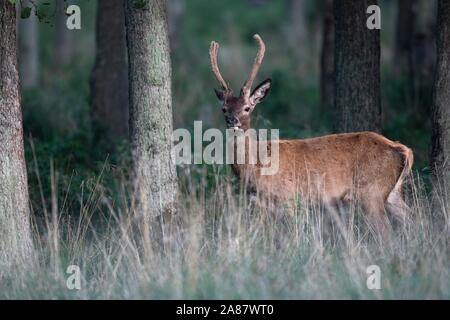 Red Deer (Cervus elaphus), stag, Copenhagen, Denmark Stock Photo