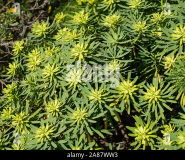 Euphorbia obtusifolia (Euphorbia obtusifolia), Lanzarote, Canary Islands, Spain Stock Photo