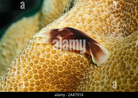 Lovely Headshield Slug (Chelidonura amoena), crawls over stony coral (Scleractinia), Great Barrier Reef, Unesco World Heritage, Pacific, Australia Stock Photo