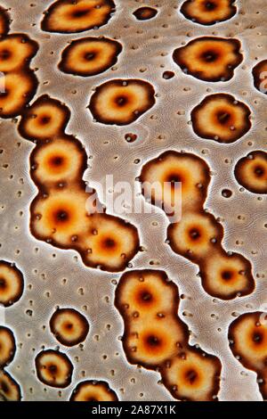 Detail of leopard sea cucumber (Bohadschia argus), Great Barrier Reef, Unesco World Heritage Site, Pacific, Australia Stock Photo