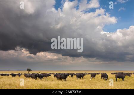 African buffalos (Syncerus caffer), herd in savanna, Masai Mara National Reserve, Kenya Stock Photo
