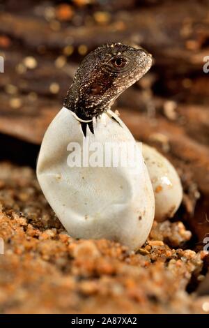Australian water dragon (Intellagama lesueurii), hatching from the egg, captive, Australia Stock Photo