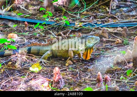 Oleta River State Park in Miami, Florida - invasive green iguanas cause damage to environment Stock Photo