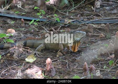 Oleta River State Park in Miami, Florida - invasive green iguanas cause damage to environment Stock Photo